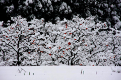 　　雪積る