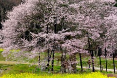 　　　黒部のエゾヒガン桜　2