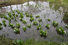 　　水芭蕉の里