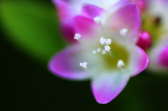 　　　花の妖精