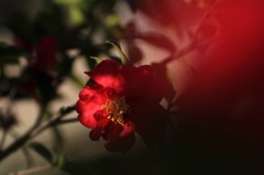 花写　(57　　サザンカ