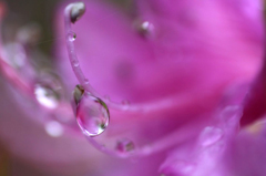 　　　花しずく　1
