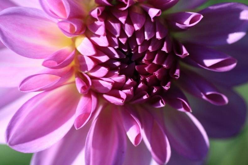 　　　花摘み　　1