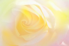 秋薔薇　10