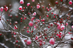 　　春の淡雪　7 