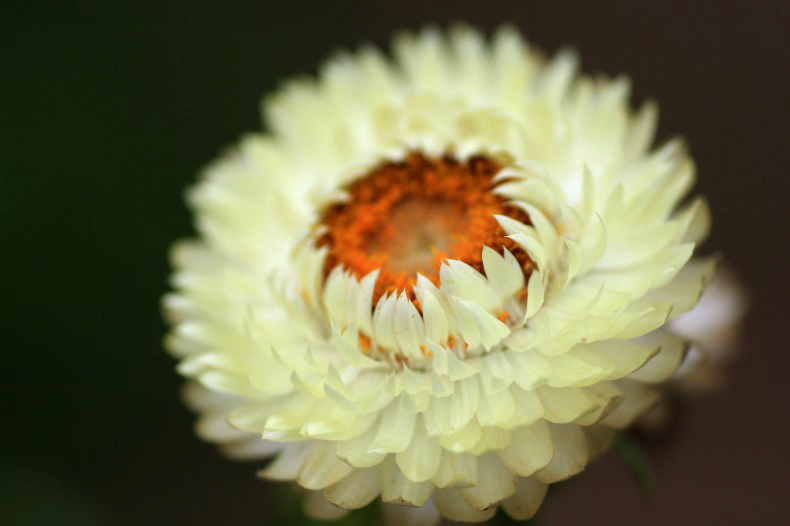 　　花写　6　ダリア
