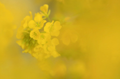 　　花便り　17