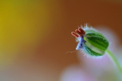 　　花たより　5