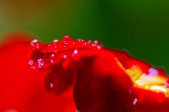水玉の詩　(17