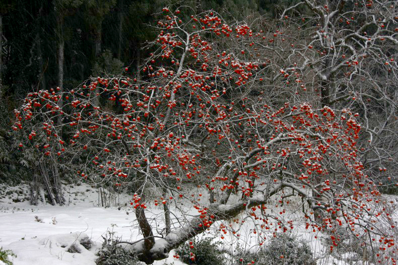 　　　雪柿　　4
