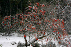 　　　雪柿　　4