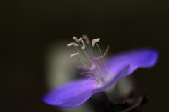 花写　(4