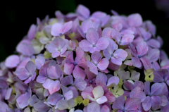 　　　六月の花色　1