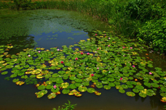　　　花咲く池