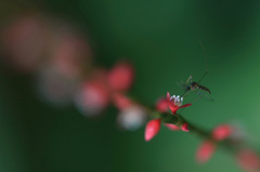 　　　生血より美味しいですか