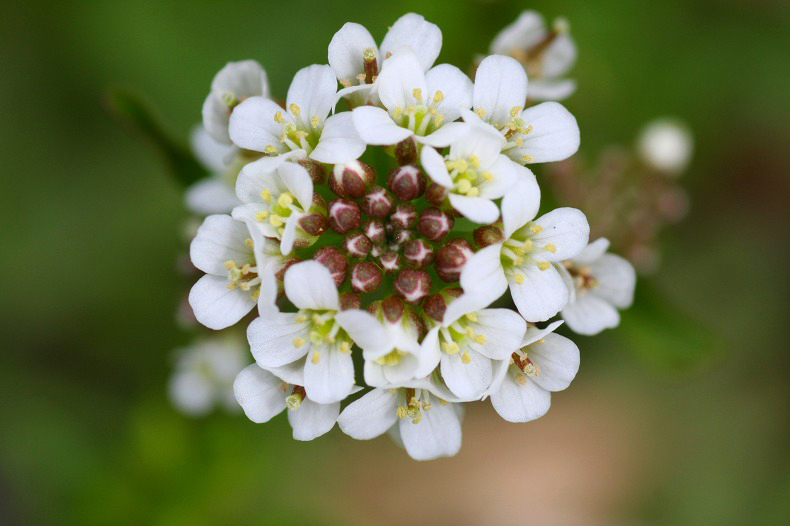 　　野辺の花