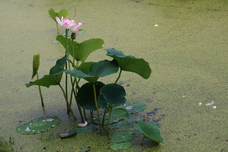 　　　花ハスの刻　6