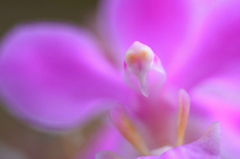 　　　花の妖精