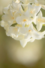 　　　花摘み　3
