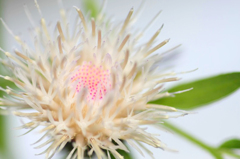 　　　野辺の花　7