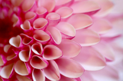 　　　花びら模様