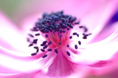 　　花の造形