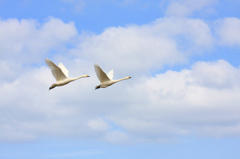 　　　白鳥飛ぶ朝　　2