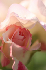 　　　薔薇雨情　　1