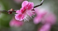 花写　(73 　梅
