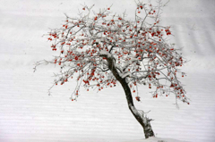 　　　雪柿　　2
