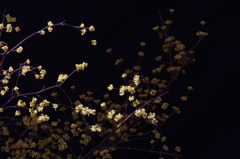 　　花便り　11