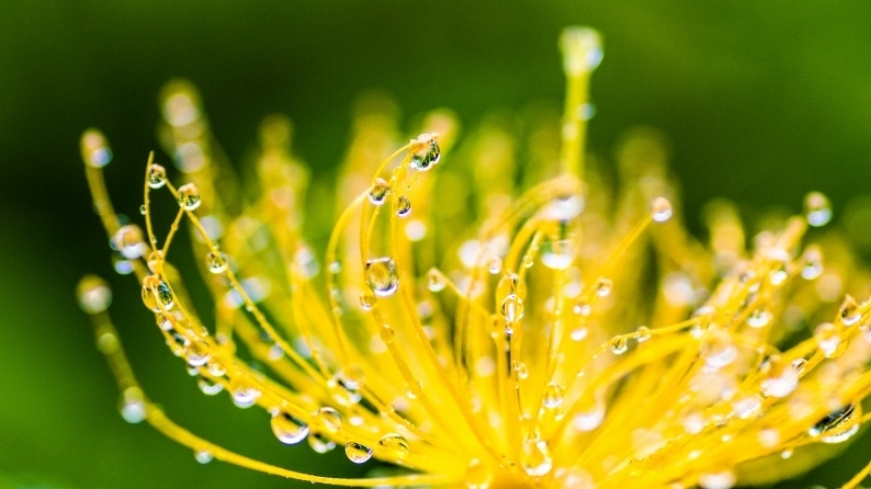 花雫　(10