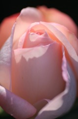 　　　薔薇慕情　　1