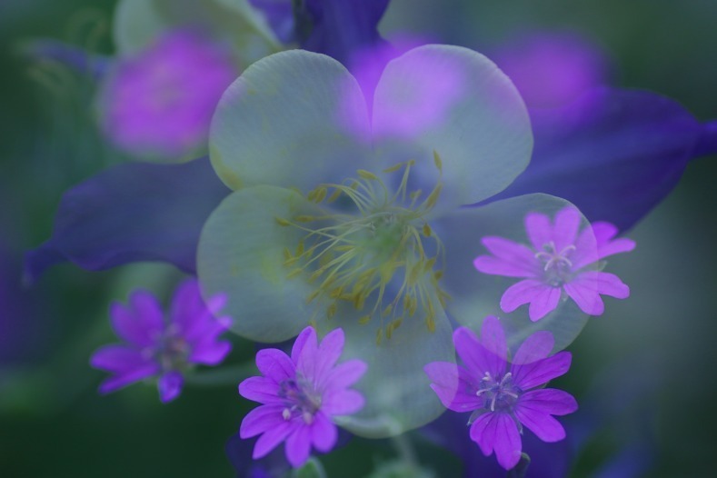 花写　(3