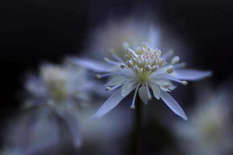 春を呼ぶ花　(4