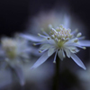 春を呼ぶ花　(4