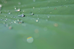 　　　雨の雫　　1