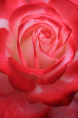 花摘み　24