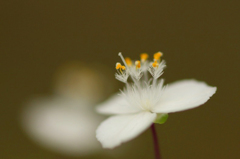 　　花写　3