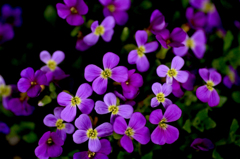 　　花摘み　8 