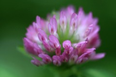 花のワルツ　11