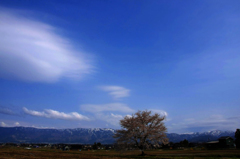 　　　一本桜