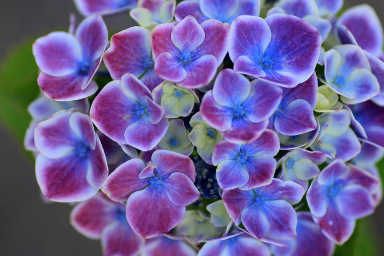 紫陽花の詩　3
