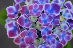 紫陽花の詩　3