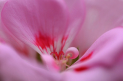 　　　花摘み　7