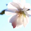 寒風に咲く　(1