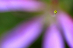 　　　花芯