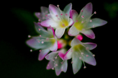 　　　路傍の花　　1