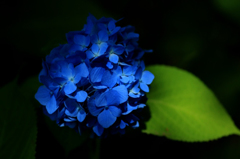 紫陽花の詩　5