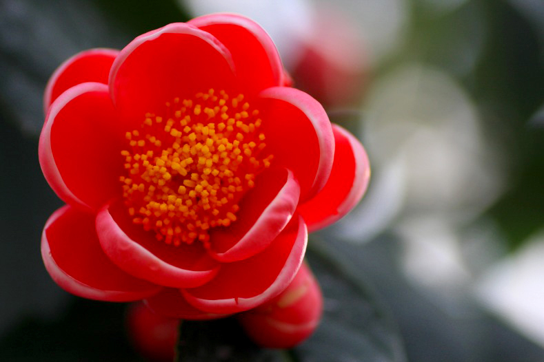 　　花摘み　1 
